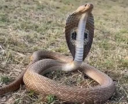 Phát hoảng rắn hổ mang chúa dài hơn 3 mét trốn trong động cơ ô tô