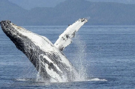 Phát hiện mới gây kinh ngạc về cá voi lưng gù