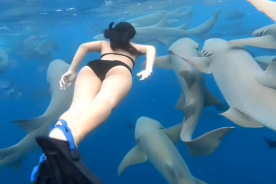 Nữ du khách liều lĩnh bơi giữa đàn cá mập hàng chục con