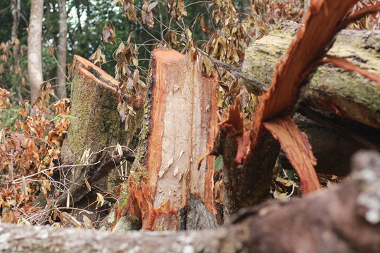 Khởi tố vụ phá rừng đặc dụng ở Gia Lai