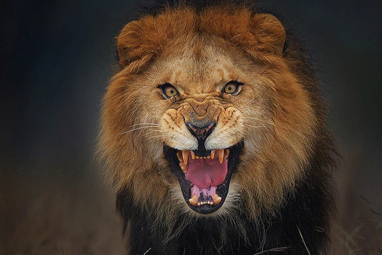 Bức ảnh sư tử đực nhe nanh và sự thật kinh hoàng phía sau