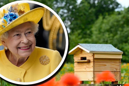 Chuyện về bầy ong được nuôi trong lâu đài Buckingham