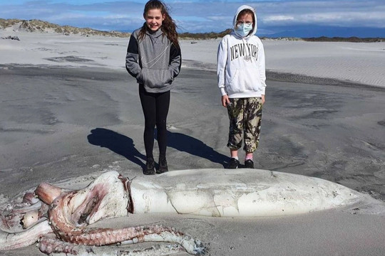 Xác mực khổng lồ dài 4 mét trôi dạt vào bờ biển New Zealand