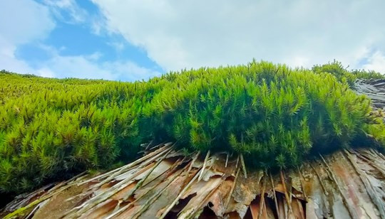 Độc đáo những mái nhà rêu phong nép mình trên dãy Tây Côn Lĩnh (Hà Giang)