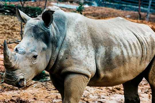 6 con tê giác chết bất thường tại khu sinh thái ở Nghệ An