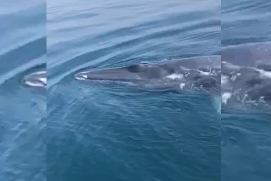 Cá voi bất ngờ xuất hiện trên vùng biển Thanh Hóa