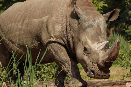Loài tê giác chết bất thường ở Nghệ An quý hiếm như thế nào?