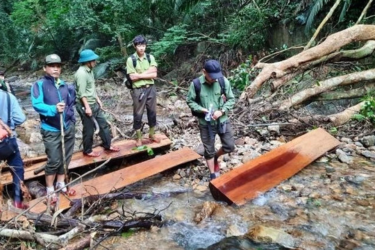 Kỷ luật Giám đốc Khu bảo tồn thiên nhiên để xảy ra phá rừng