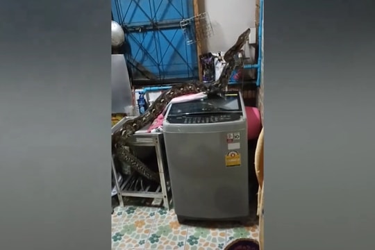 Gia đình tá hỏa khi phát hiện trăn khủng chui lên từ ống thoát nước nhà bếp
