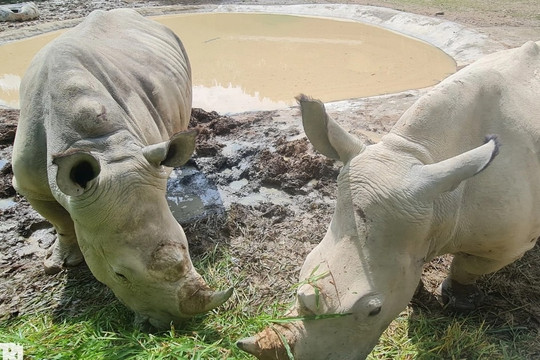 Hai khu sinh thái nuôi tê giác tại Nghệ An