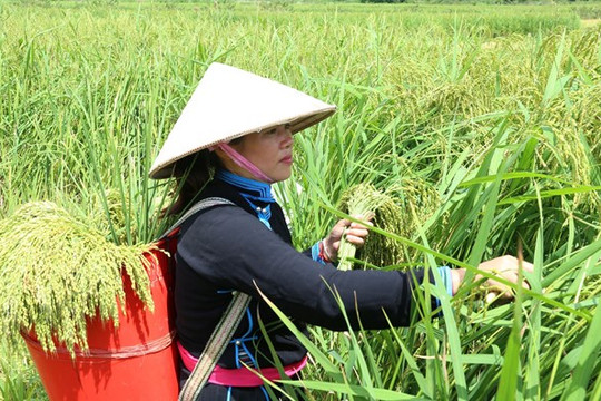 Lào Cai: Hương cốm mới trên Cao nguyên trắng Bắc Hà
