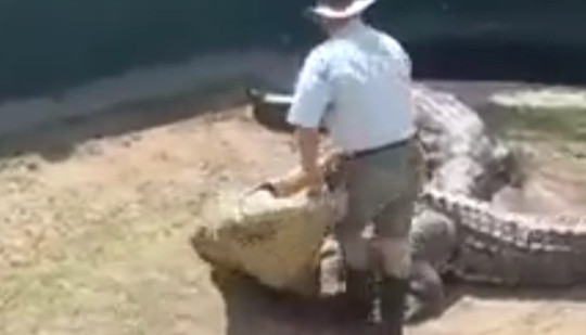 Chuyên gia động vật bất ngờ bị cá sấu khổng lồ tấn công khi đang trình diễn