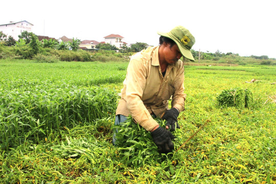 Nông dân vựa rau lớn nhất Đà Nẵng tất bật thu hoạch chạy siêu bão Noru sắp đổ bộ