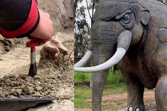 Loài voi cổ đại khổng lồ Gomphothere từng xuất hiện ở Chile?