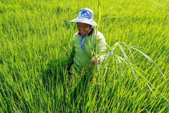 Thái Lan phát triển giống lúa mới chịu được tác động của lũ lụt