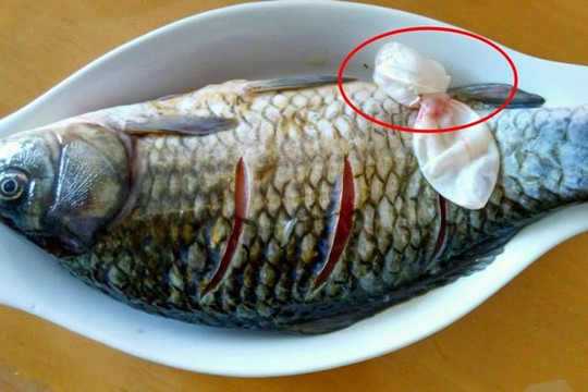 3 bộ phận đắt nhất của con cá “sánh ngang” với tổ yến, người Việt toàn vứt đi
