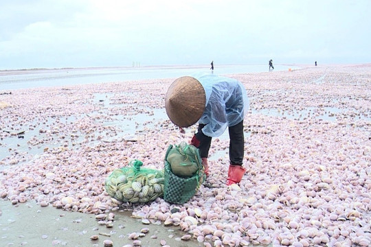 Nguyên nhân ngao chết dạt vào bờ biển Nam Định từ góc nhìn khoa học
