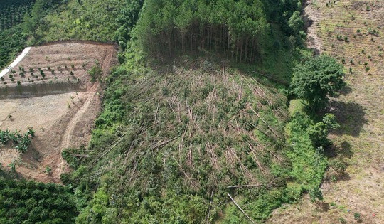 Xót xa hàng trăm cây thông gần 20 năm tuổi bị cưa hạ, nằm la liệt