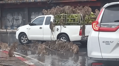 Hàng chục con khỉ hoang tấn công xe tải chở chuối trên phố