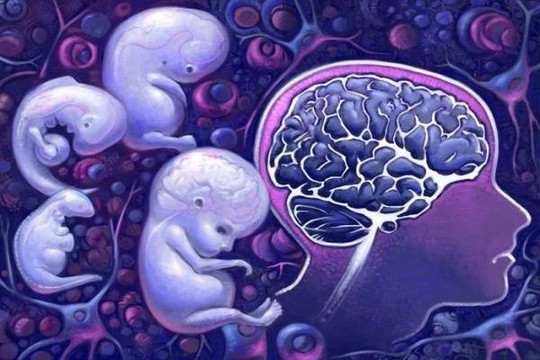 Những kiểm tra hữu ích giúp mẹ biết được não bộ của thai nhi có phát triển bình thường hay không
