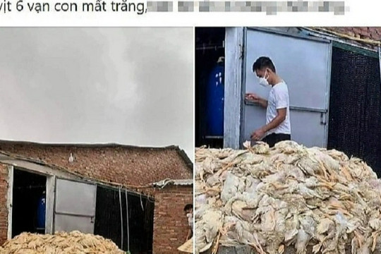 Thực hư thông tin 6 vạn con vịt "chết đuối" ở Nghệ An