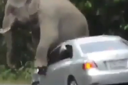 Hy hữu khoảnh khắc voi rừng chặn xe ô tô để… gãi ngứa