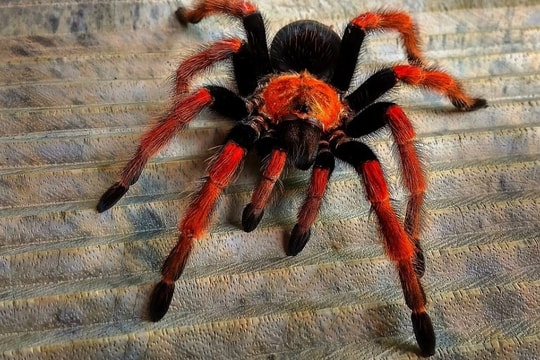 Được mệnh danh là "Spider-Man" vì nuôi hơn 300 con nhện độc trong nhà