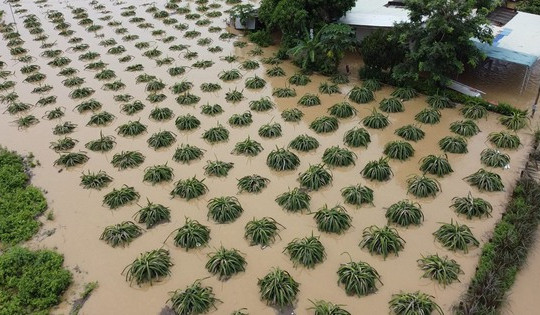 Hàng trăm héc ta thanh long tại Bình Thuận ngập sâu sau trận mưa giữa đêm