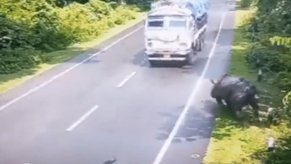 Tê giác đối đầu với xe tải và cái kết 'choáng váng'