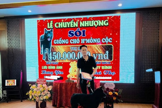 Thiếu gia Phú Thọ chi gần nửa tỉ mua chó H'Mông cộc?