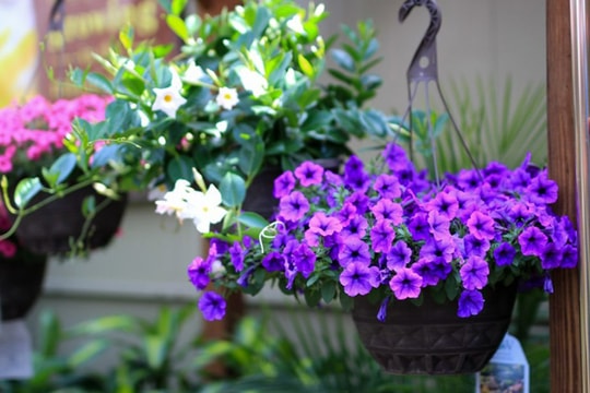 4 loại thuốc "nhỏ mà có võ", cho cây cảnh dùng không lo vàng lá, bị bệnh, tươi tốt bời bời