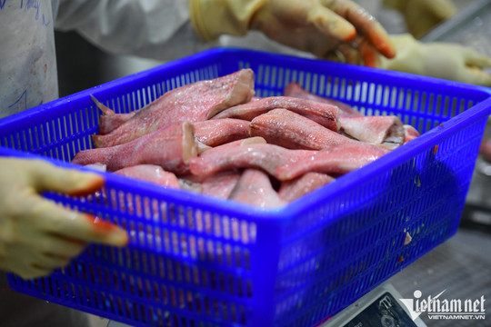 Ồ ạt mua vào, Trung Quốc vượt Mỹ thành khách hàng lớn nhất của tôm cá Việt