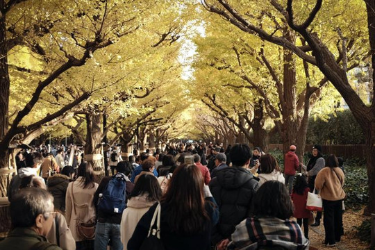 3 trải nghiệm tận hưởng mùa thu Nhật Bản