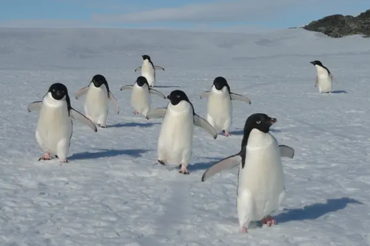 Số lượng chim cánh cụt Adelie ở Nam Cực đang giảm nhanh chóng