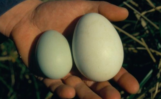 Vì sao loài chim này đẻ 2 quả trứng, nhưng luôn bỏ 1?