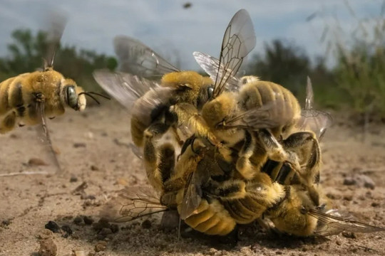 "Quả bóng ong" ấn tượng nhất cuộc thi nhiếp ảnh động vật hoang dã 2022