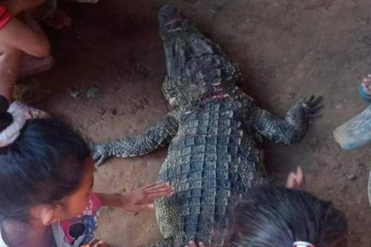 Cá sấu bị dân làng giết chết sau khi bất ngờ cắn người