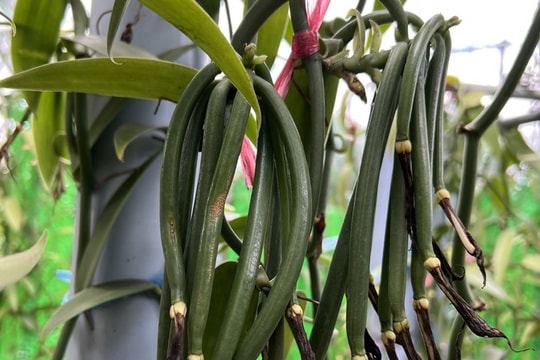 Trồng cây 'lạ', thu quả bán giá đến 20 triệu đồng/kg