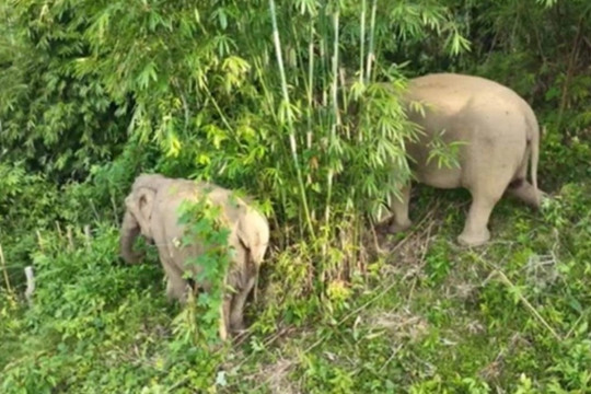 Hai mẹ con voi rừng xuất hiện gần khu dân cư