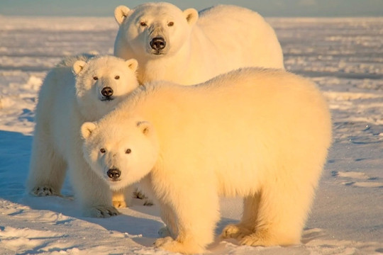 Vừa ra sống tự lập, gấu Bắc Cực đã bị sói săn đuổi và cái kết