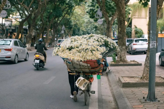 Cúc họa mi chớm đông 'đổ bộ' trên phố Hà Nội