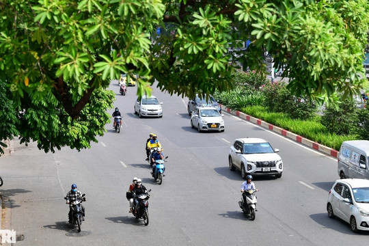 Hiện trạng 80 cây hoa sữa gây "mùi" khó chịu bị đề xuất di dời ở Hà Nội