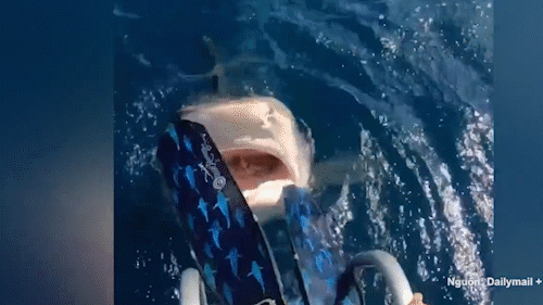 Khoảng khắc cá mập lao lên mặt nước cắn cô gái