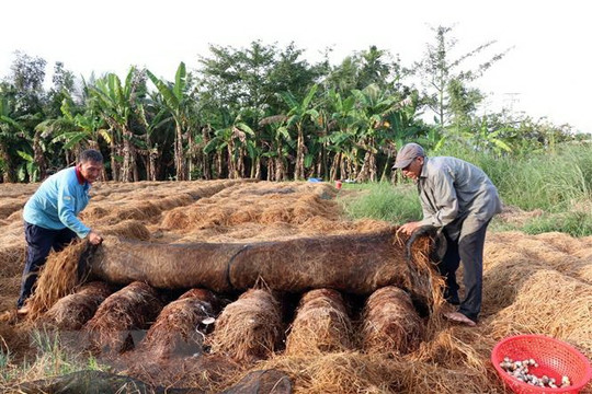 Tái sử dụng rơm rạ, gia tăng giá trị cây lúa ở Đồng bằng sông Cửu Long