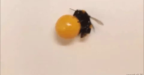 Thí nghiệm đáng kinh ngạc cho thấy ong "chơi" với đồ vật