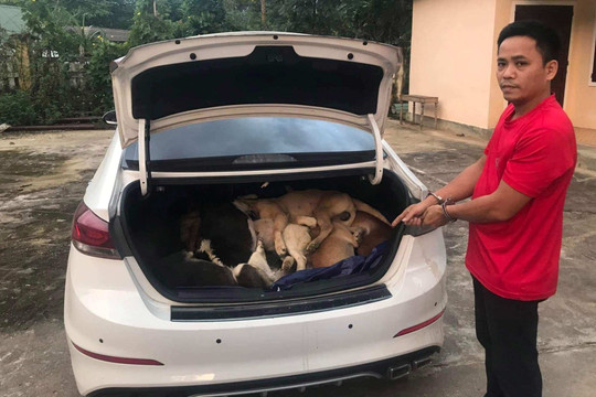 Quảng Nam: Vây bắt 'cẩu tặc' lái xế hộp đi trộm 38 con chó