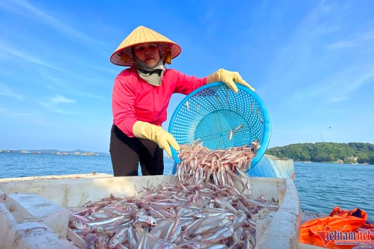 Mùa cá cơm trên đảo Thanh Lân, mỗi ngày thu hàng chục triệu đồng