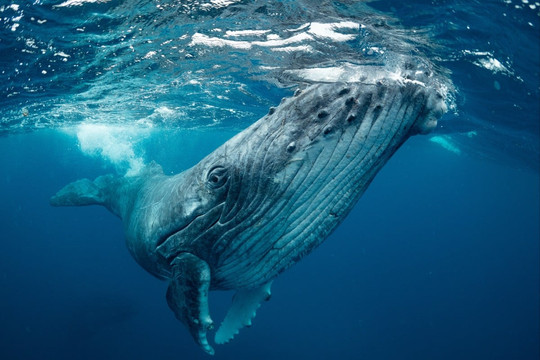 Báo động lượng vi nhựa khổng lồ cá voi nuốt phải mỗi ngày