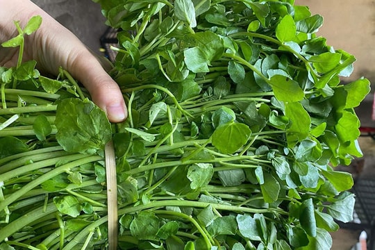 Đem mớ rau cải từ trên núi xuống Thủ đô: Chỉ 4 giờ bán hết veo 2 tạ hàng