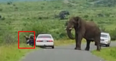 Người đàn ông bỏ chạy thục mạng khỏi xe hơi khi bị voi áp sát